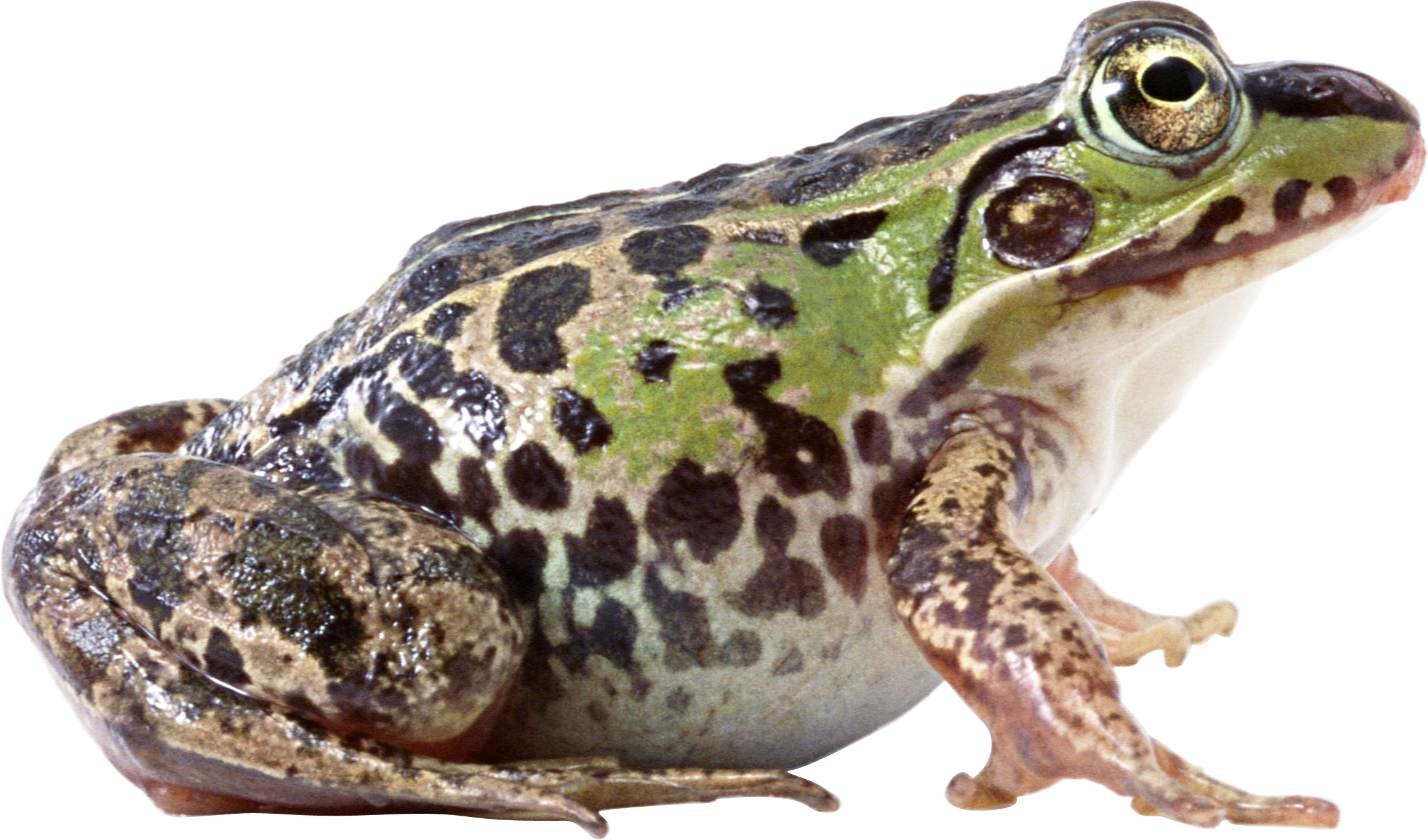 Amphibien-Frosch PNG HD