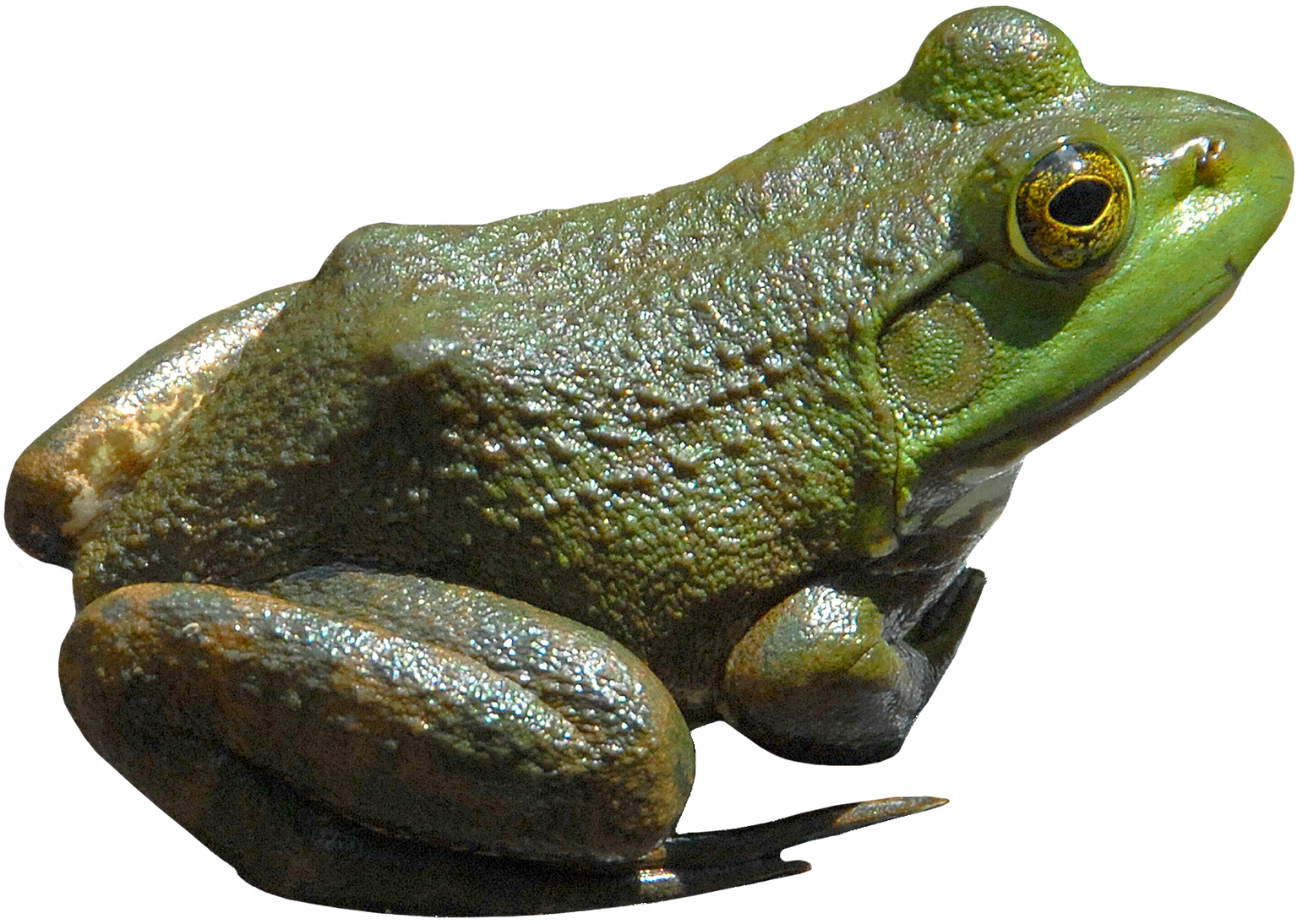 Amphibien-Frosch-PNG-Bild