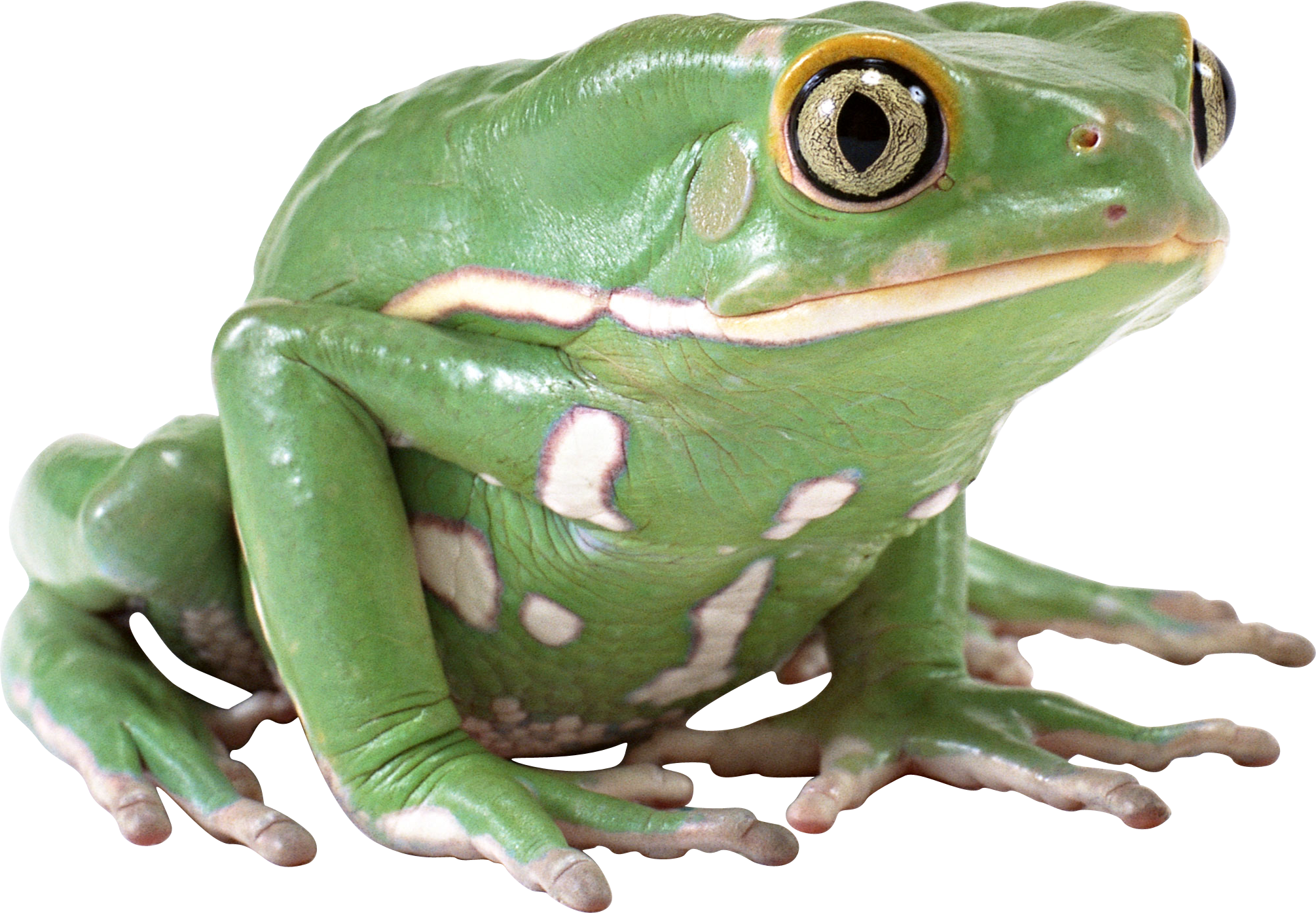 Amphibian Frog PNG Photo