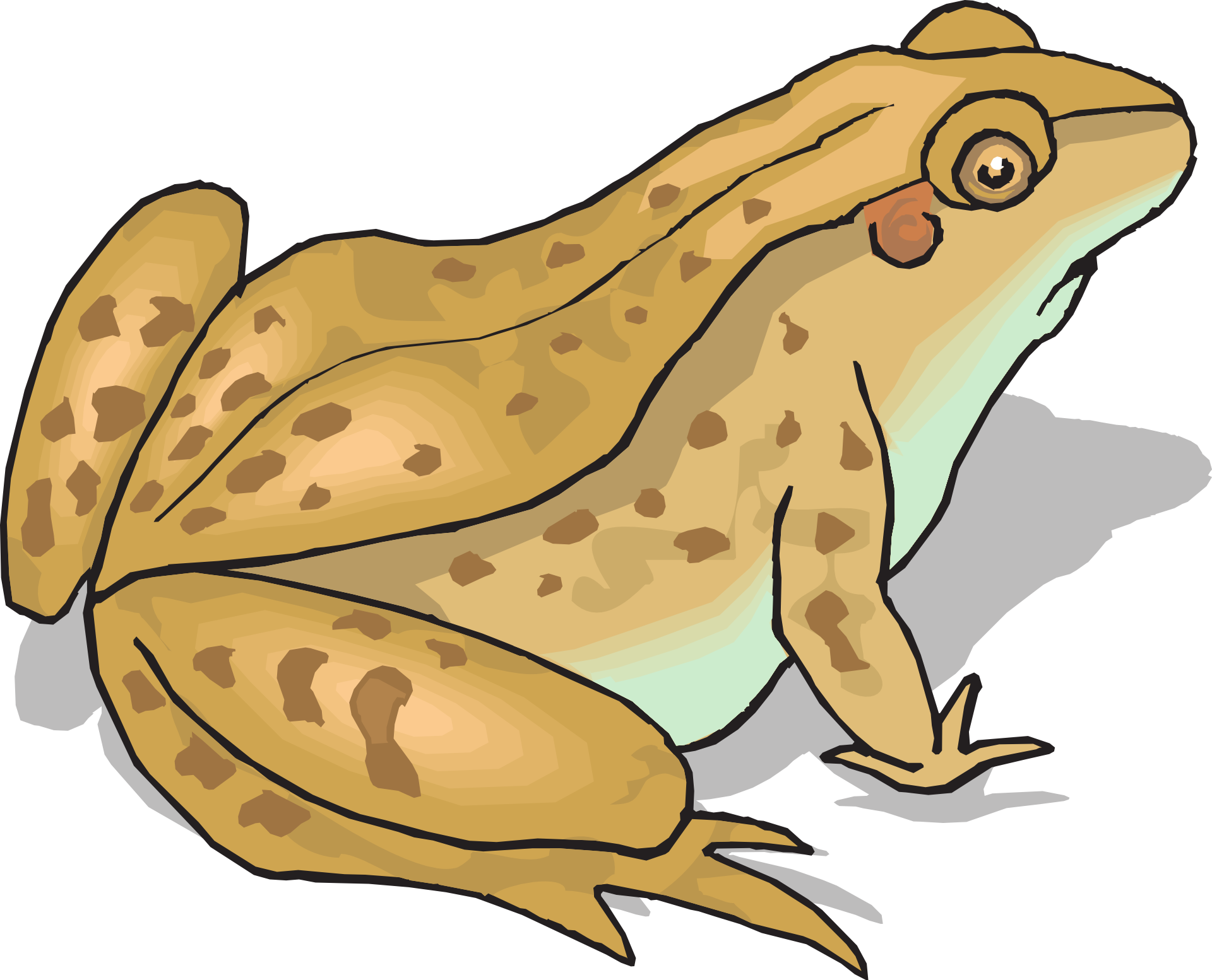 Amphibien-Frosch-PNG-Fotos