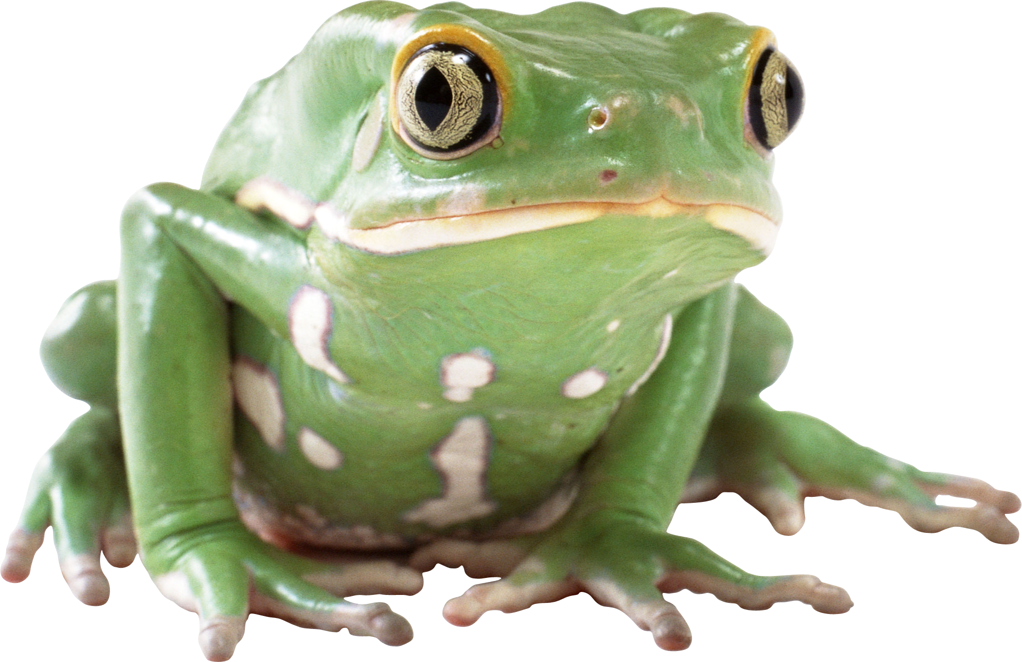 Amphibien-Frosch-PNG-Bild
