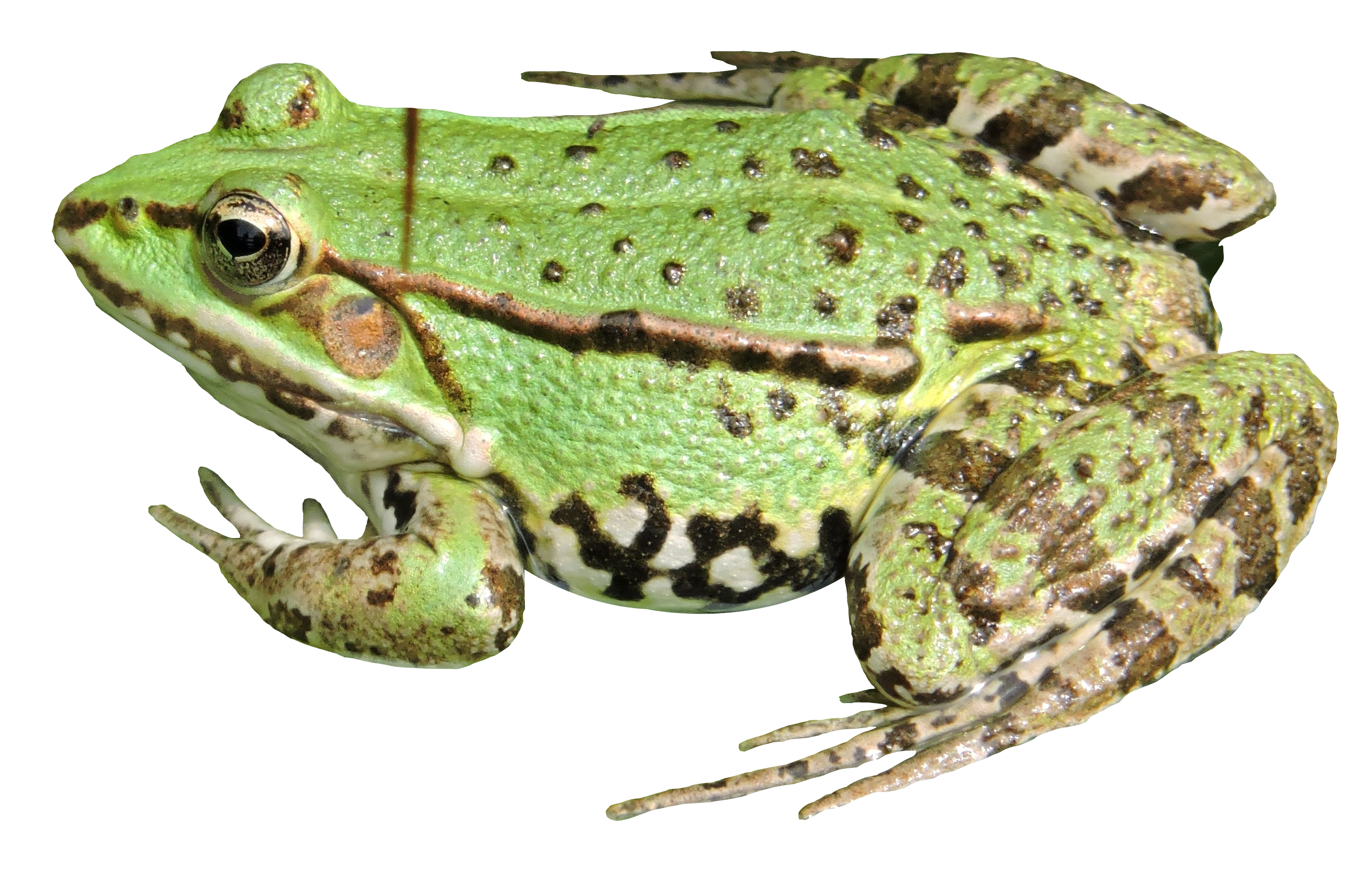 Amphibian Frog PNG Transparent HD Photo