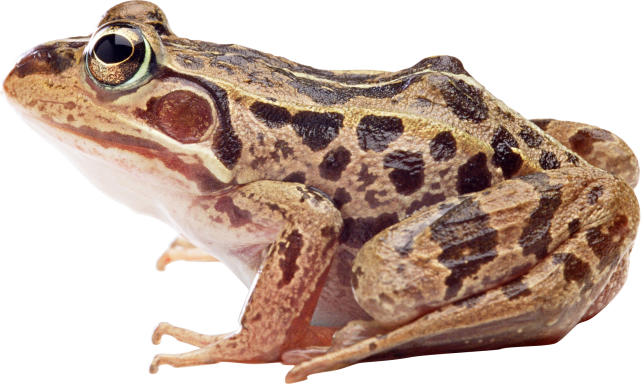 Amphibian Frog PNG transparant