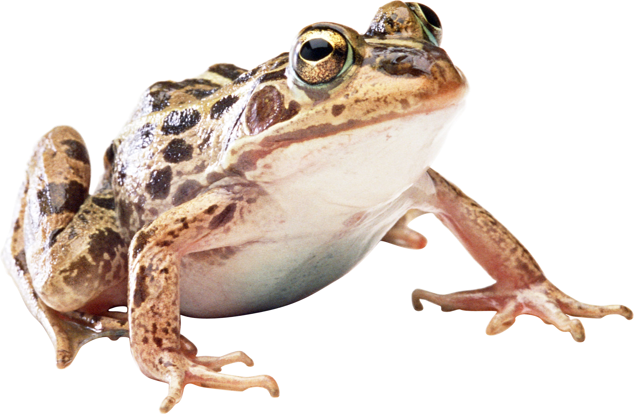 Amphibian Frog Transparent PNG
