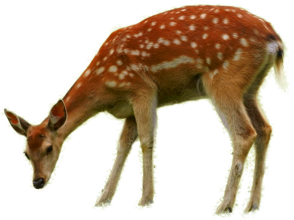 Bambi PNG gambar latar belakang
