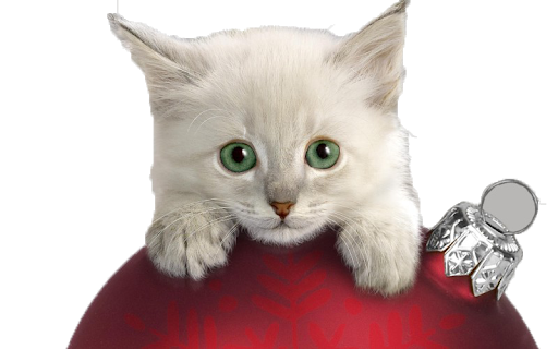 Cat Christmas PNG File