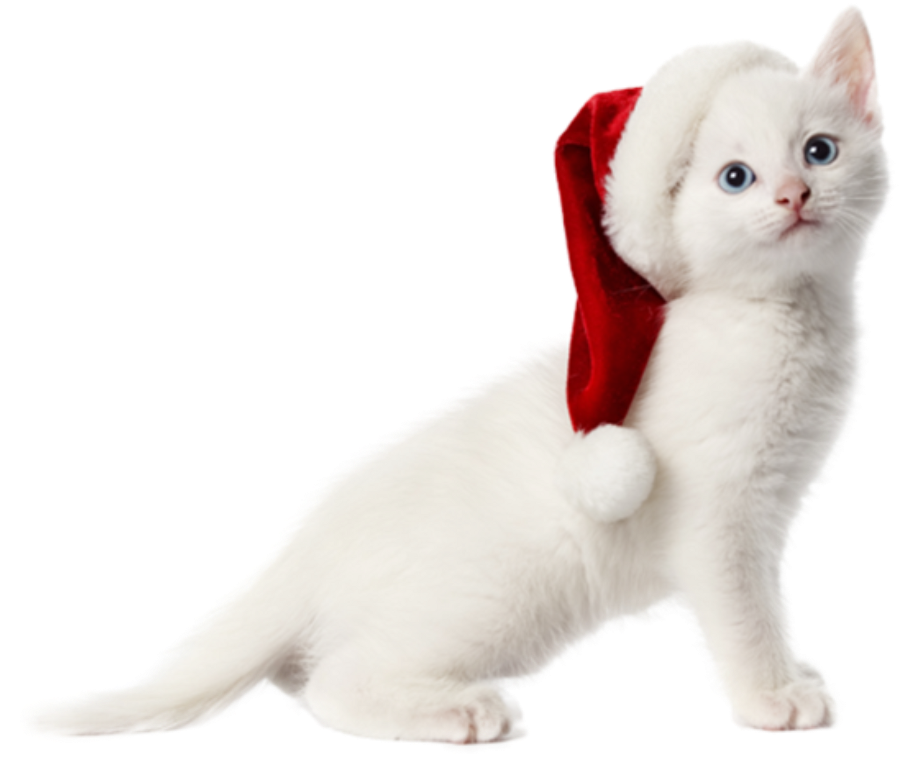 Кошка Рождество PNG Image