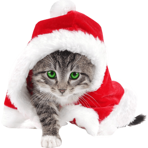 Katze Weihnachten PNG Fotos