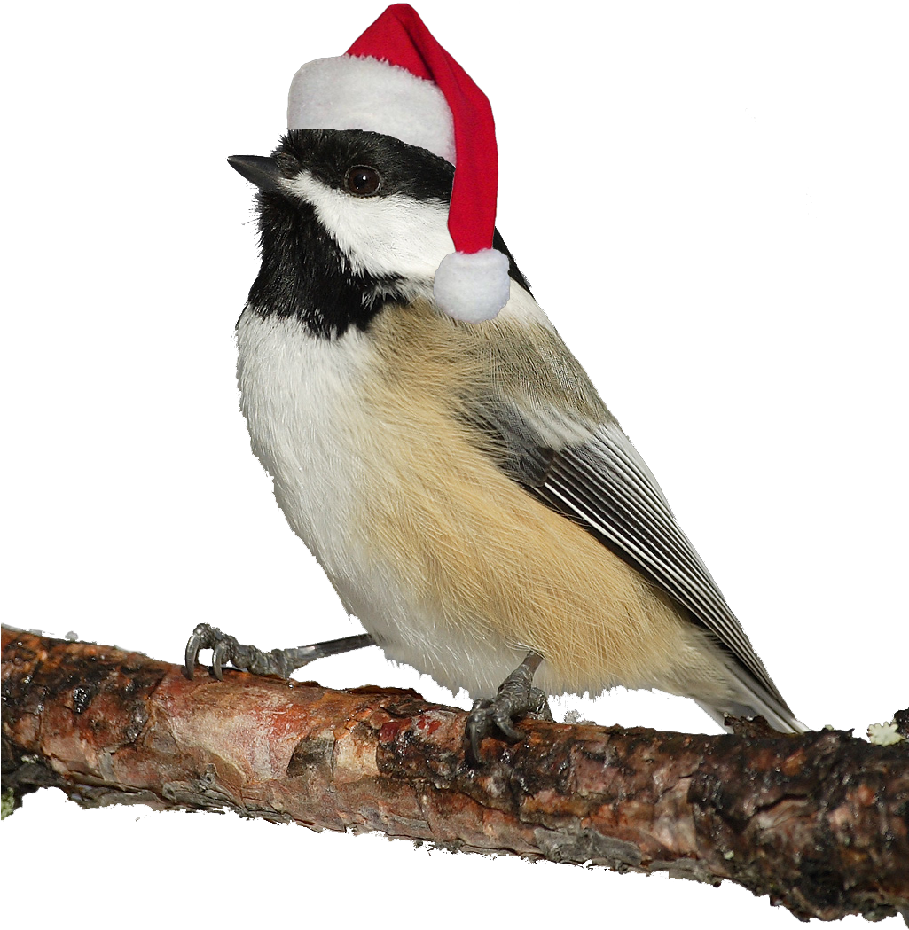 Christmas Bird PNG Photos
