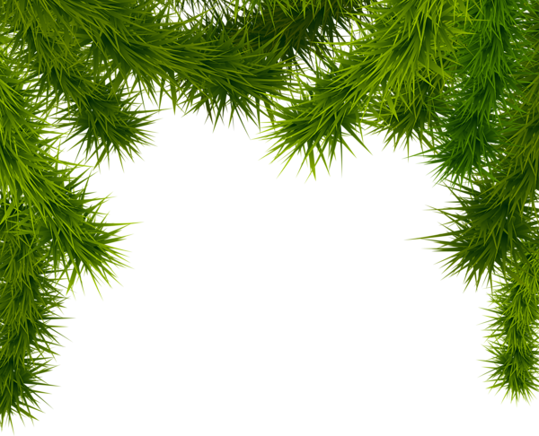 Christmas Branches PNG Photo