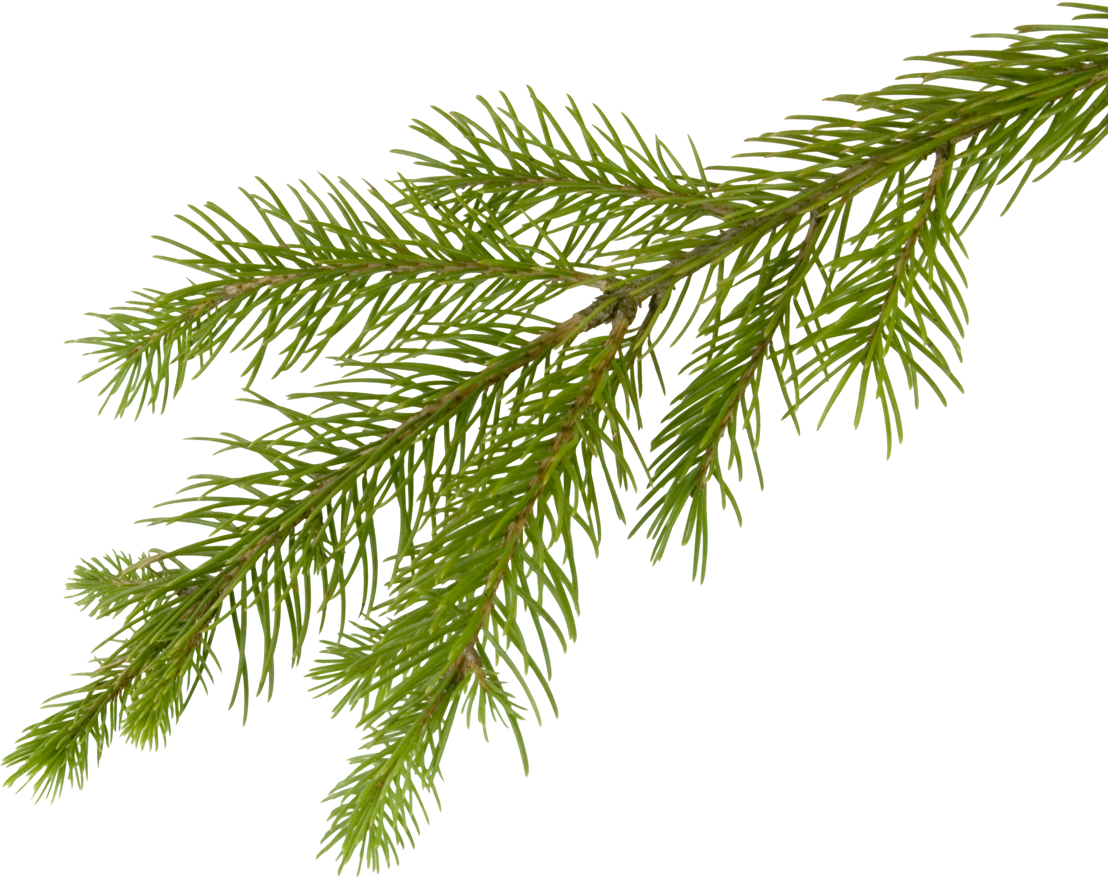 Christmas Branches Transparent Images PNG