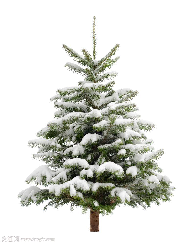 Pohon cemara natal PNG gambar Transparan