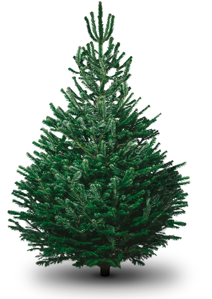 Pohon Fir Natal Gambar Transparan PNG