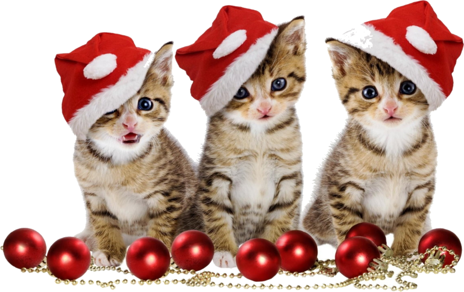 Gambar PNG Kitten Natal