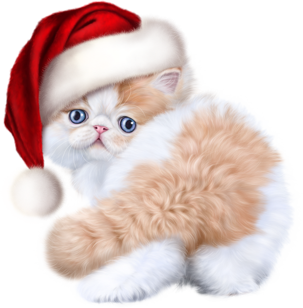 Christmas ภาพถ่ายลูกแมว PNG