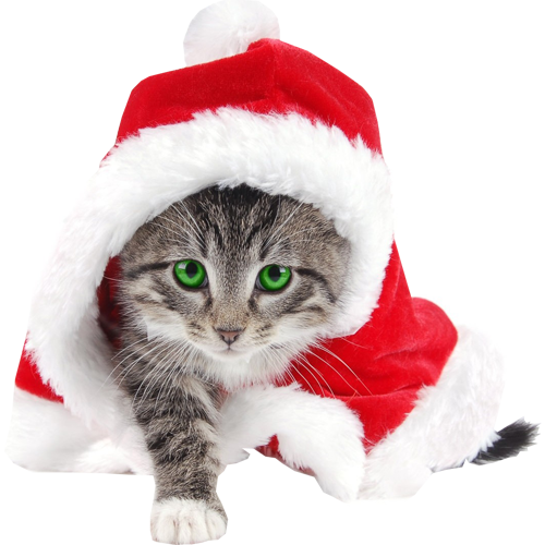 Christmas Pic PNG Kitten