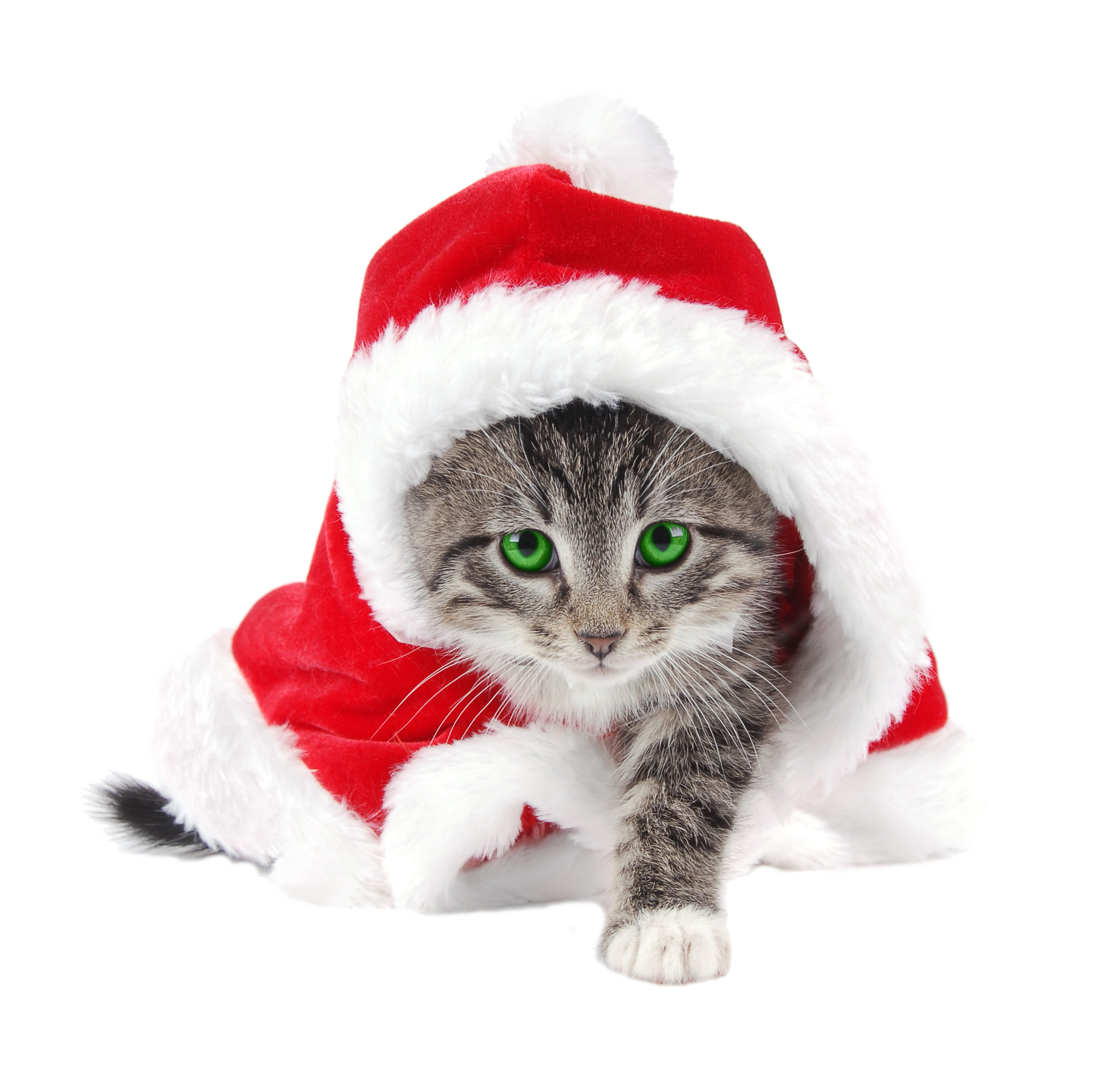 Kucing natal Transparan PNG