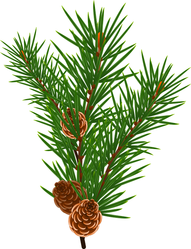 Christmas Pine Cone Download PNG Image