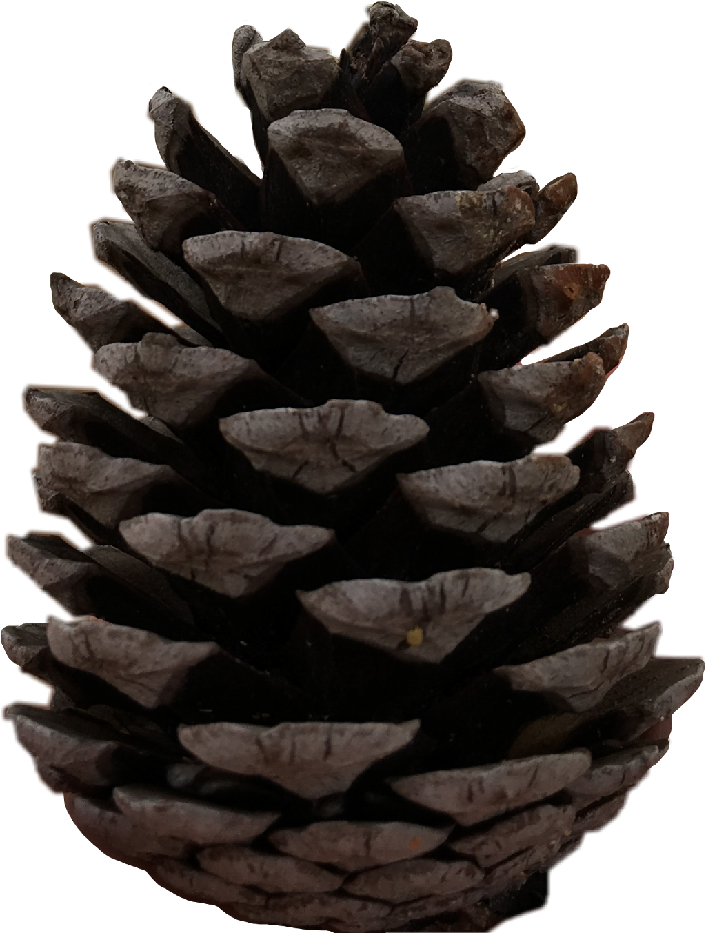 Christmas Pine Cone PNG Free Download