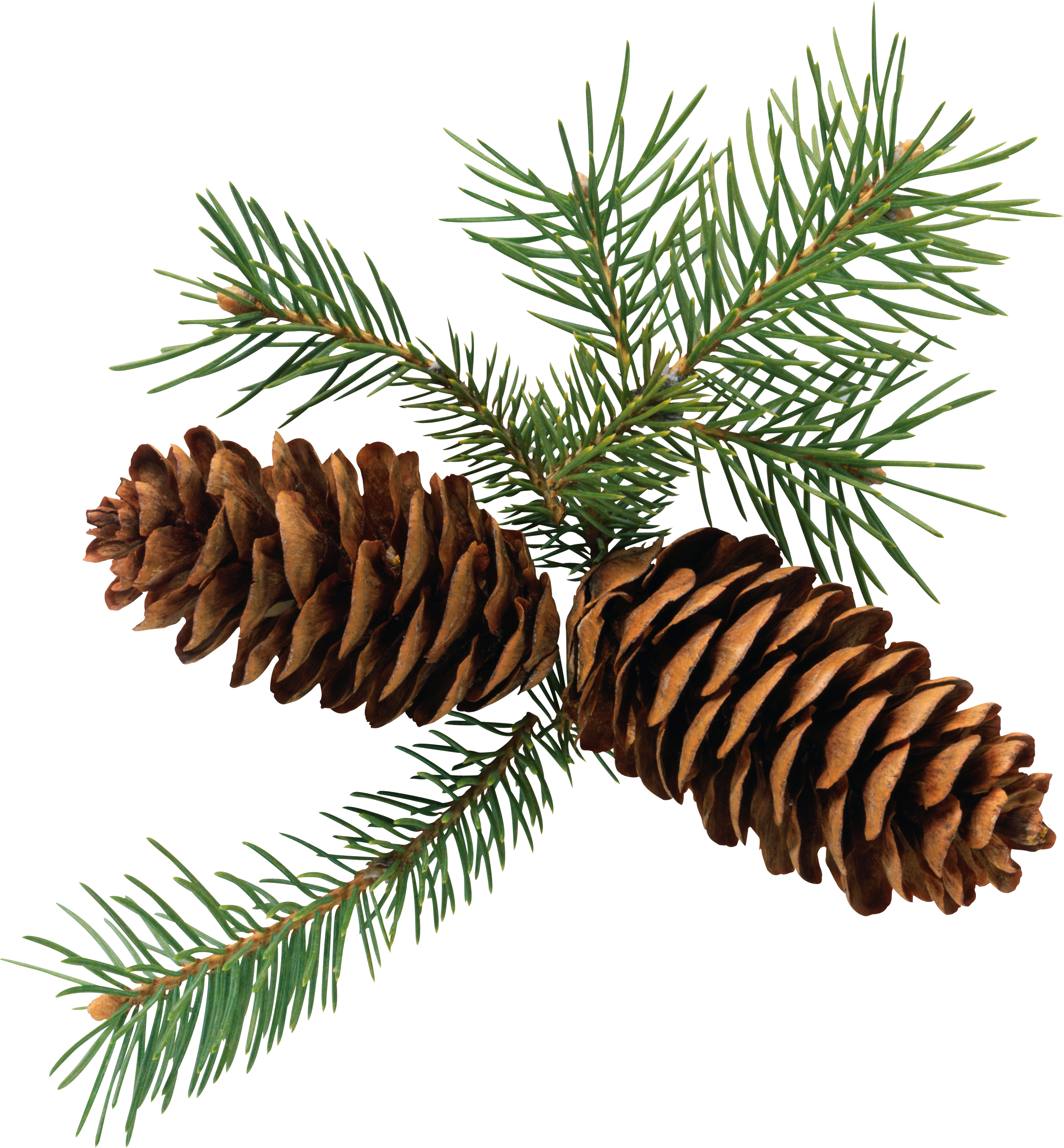 Christmas Pine Cone PNG Image