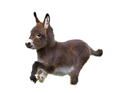 Donkey Animal PNG File