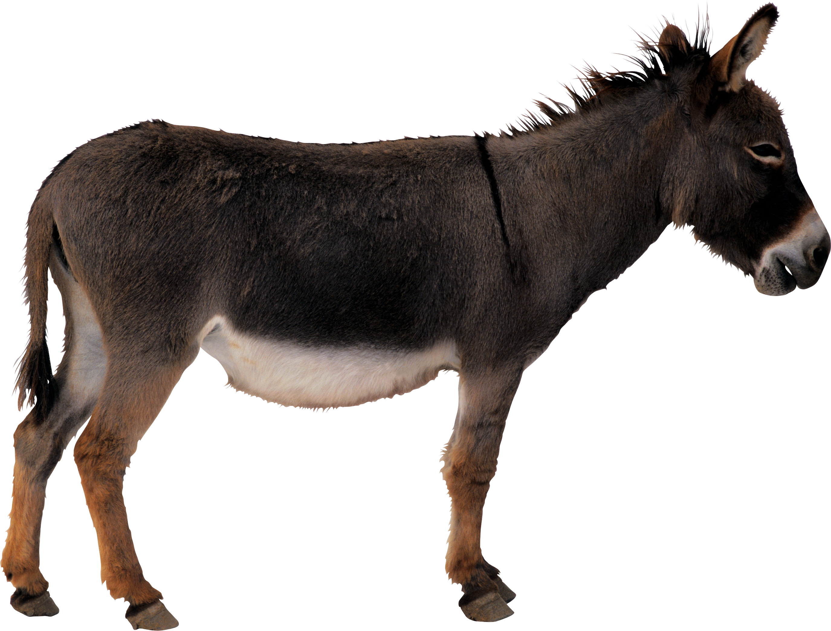 Donkey Animal PNG Unduh Gratis