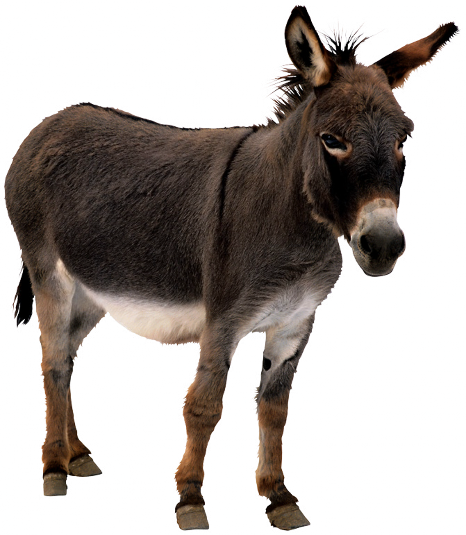 Donkey Animal PNG HD