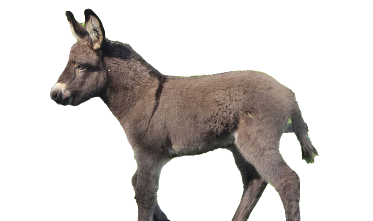 Donkey Animal PNG Image