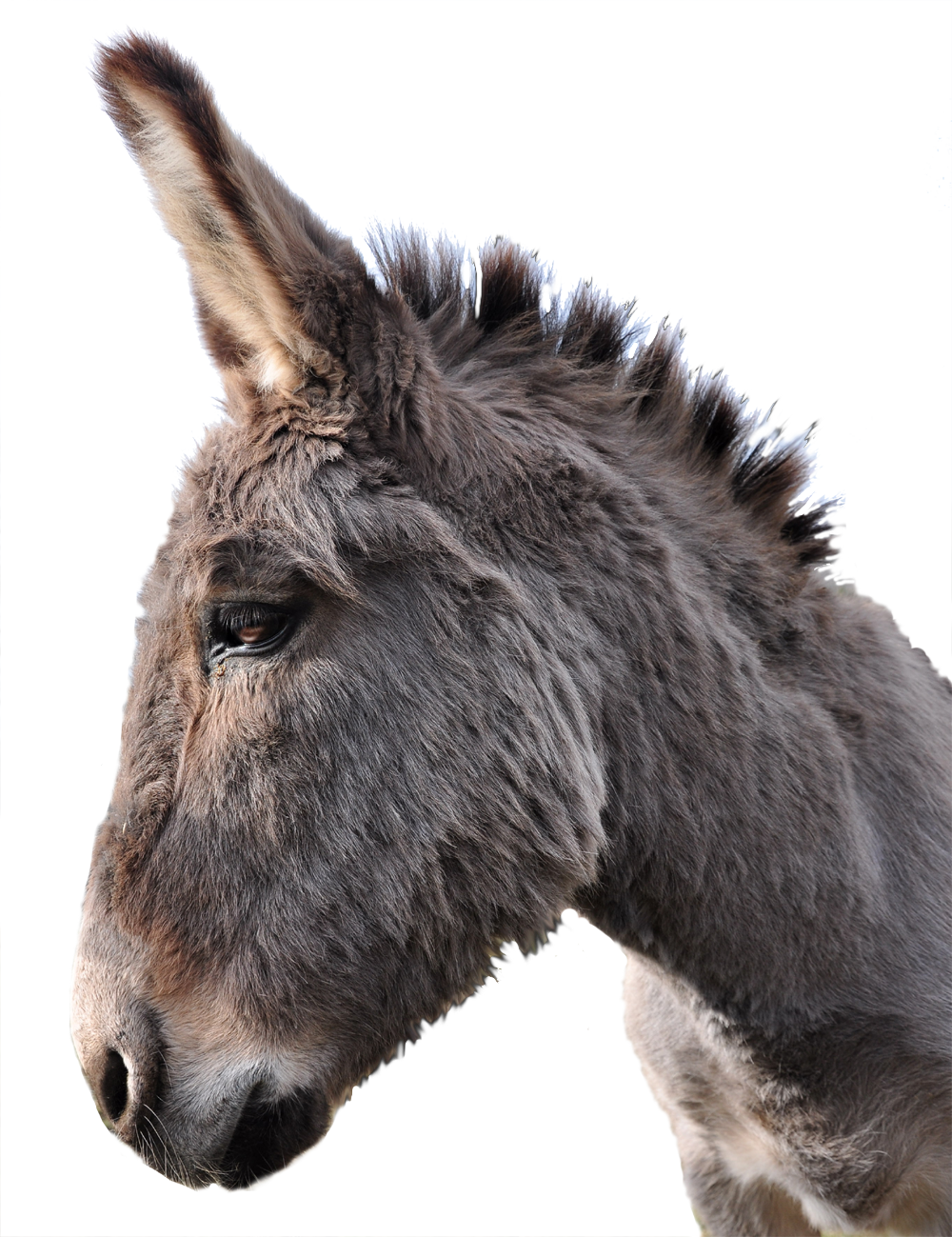 Donkey Animal PNG Photo
