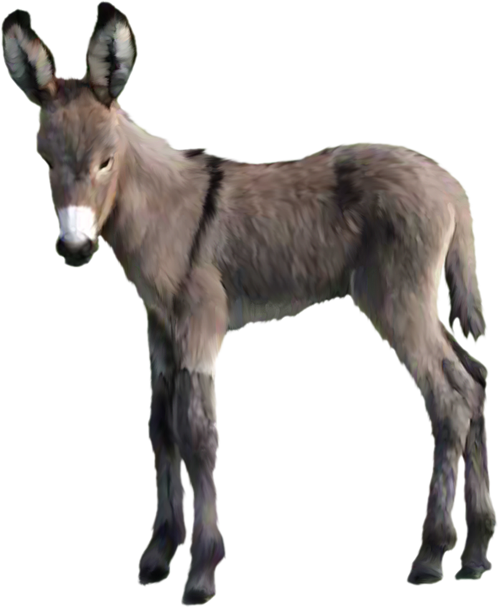 Donkey Animal PNG Pic