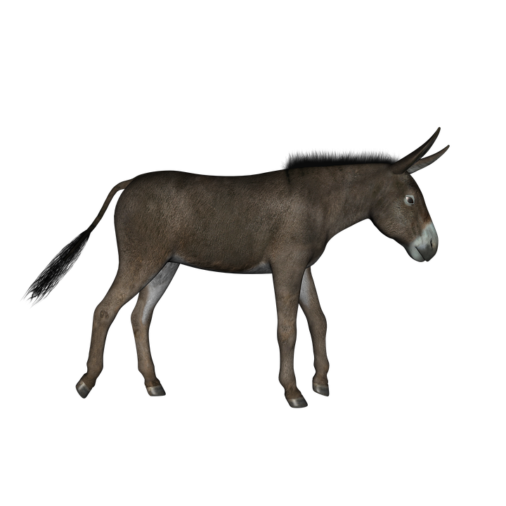 Donkey Animal PNG Transparent