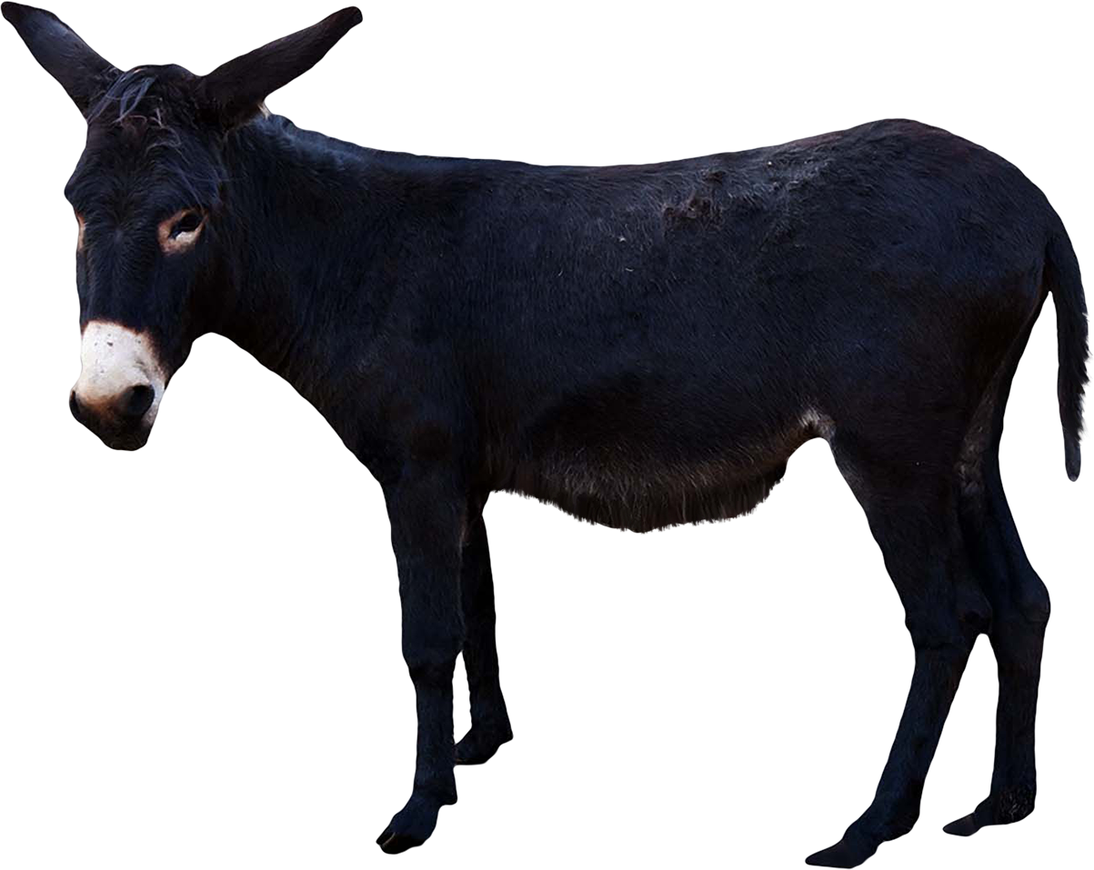 Donkey-Tier Transparenter Hintergrund