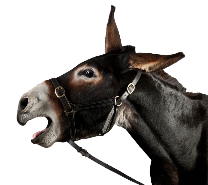 Donkey Background PNG