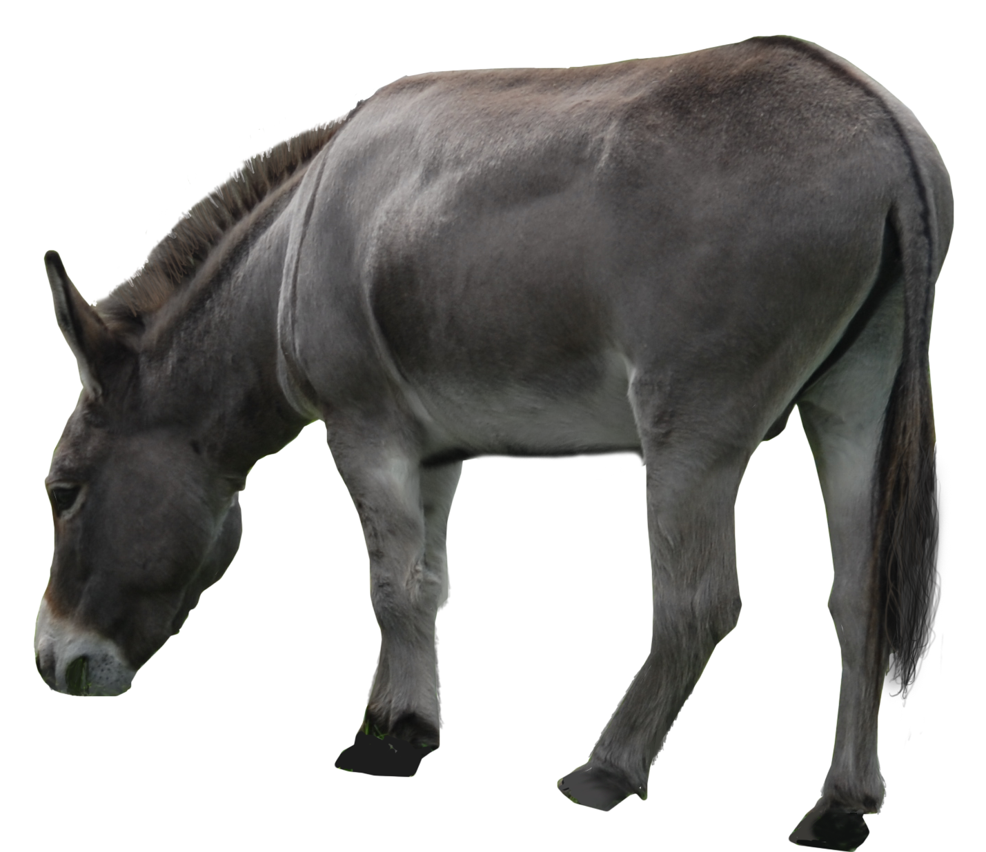 Esel Mule PNG Clipart
