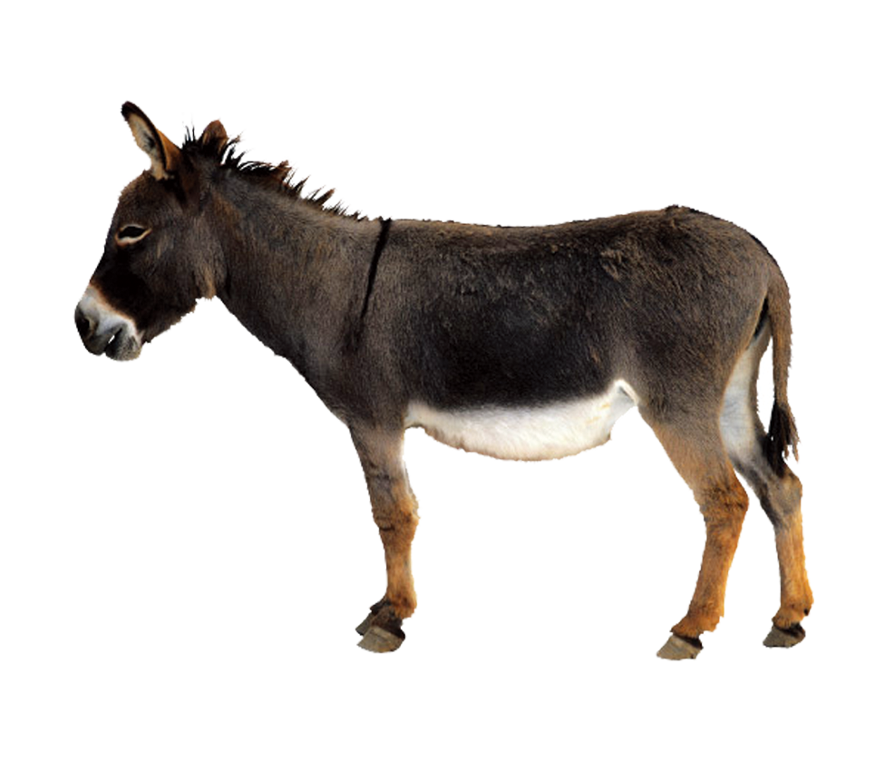 Donkey Mule PNG Image