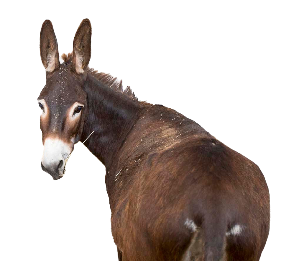 Donkey PNG Clipart