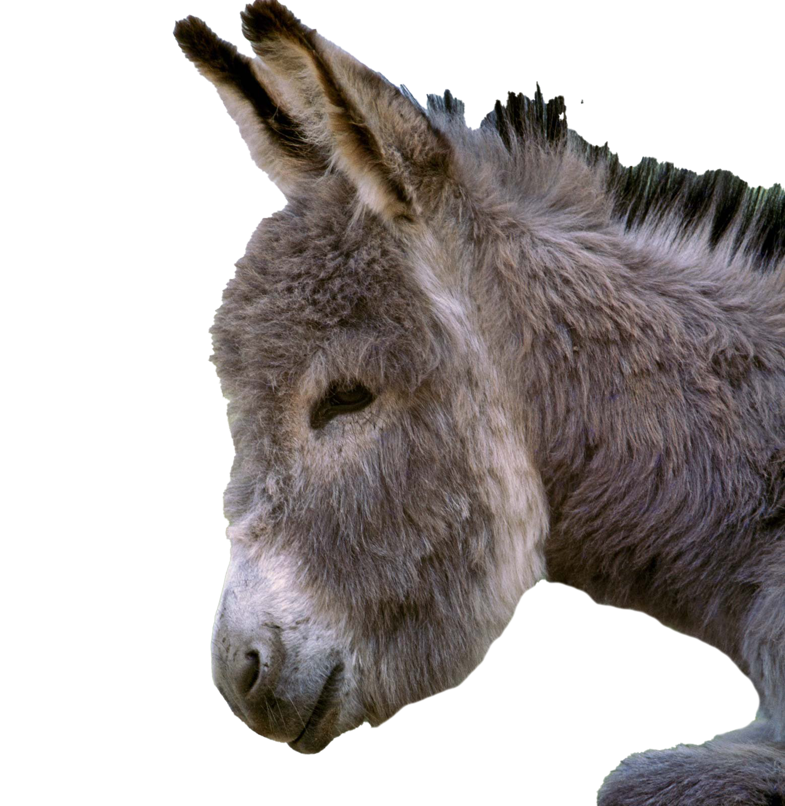 Donkey PNG Pic