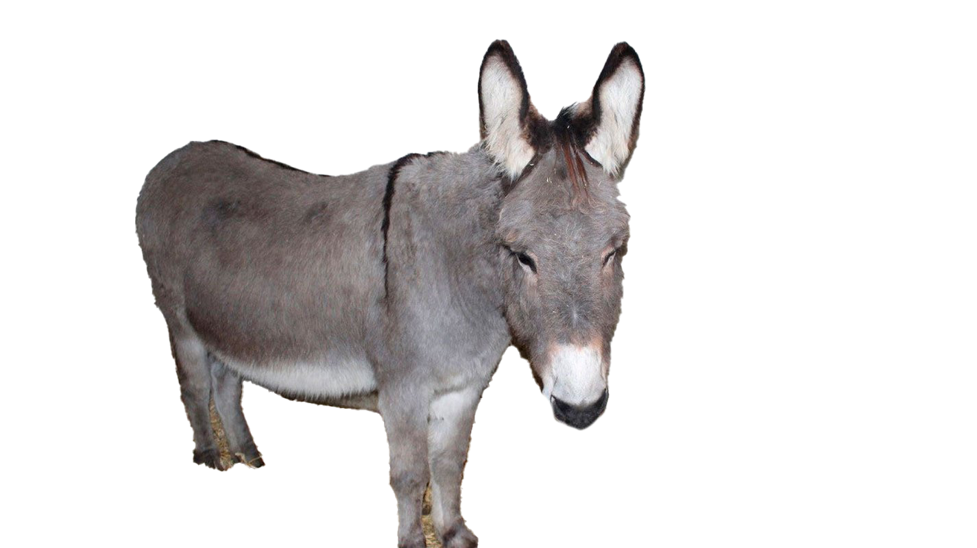 Imagem transparente de burro PNG