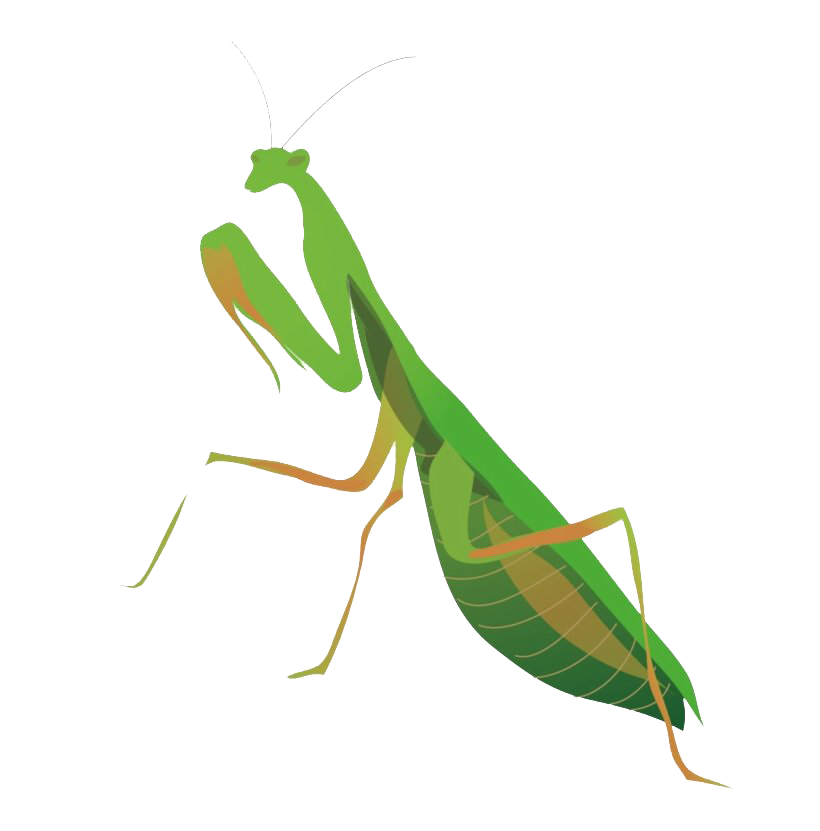 European Mantis Insect PNG Image
