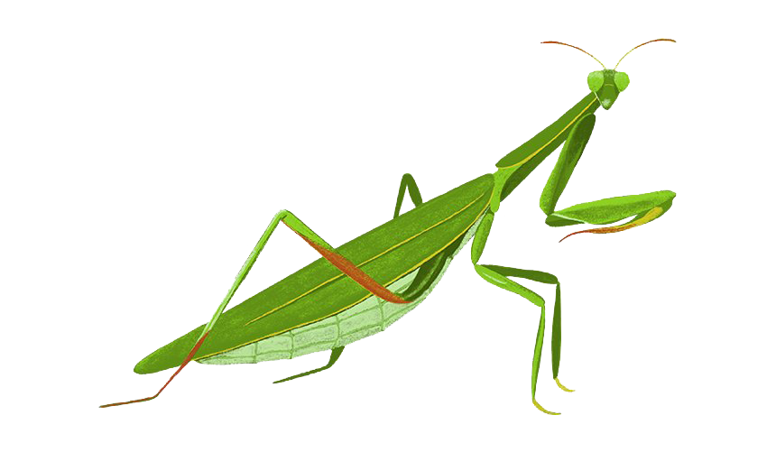 European Mantis Insect PNG Transparent Image