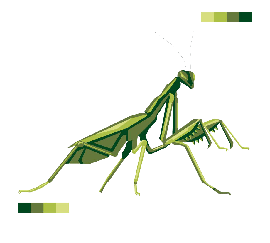 European Mantis Insect Transparent PNG