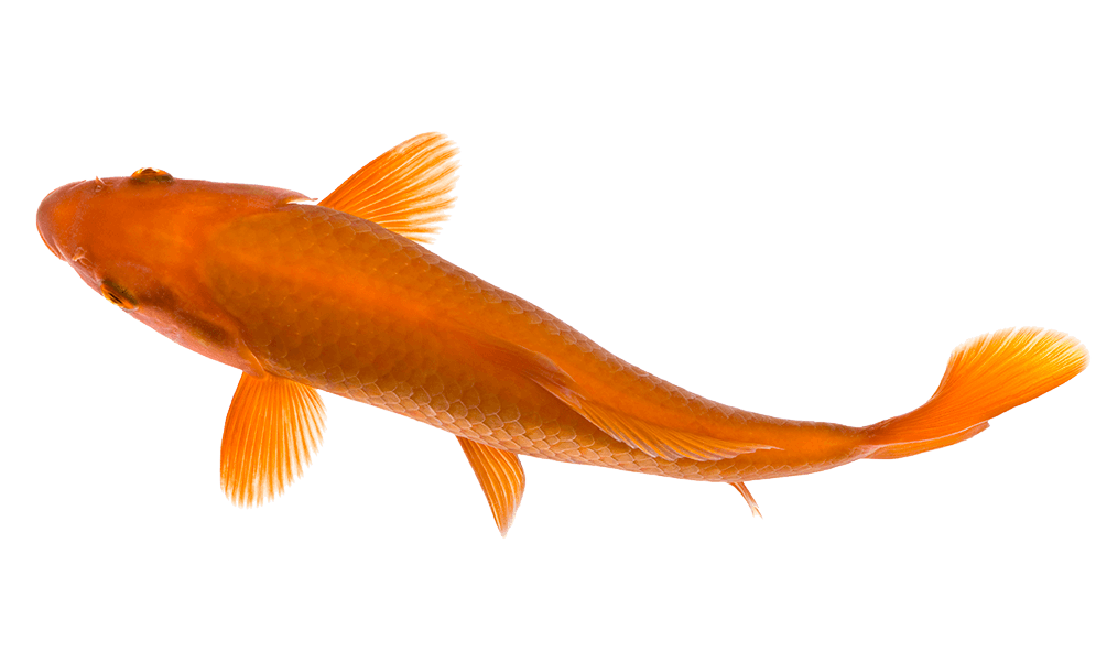 Golden Koi Fish PNG HD