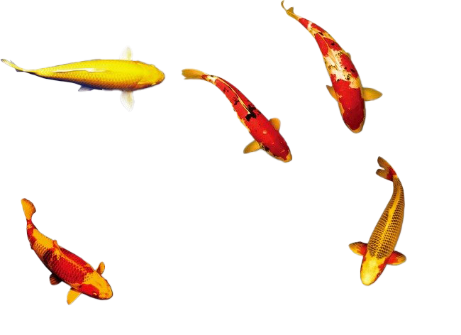 Golden Koi Fish PNG Image