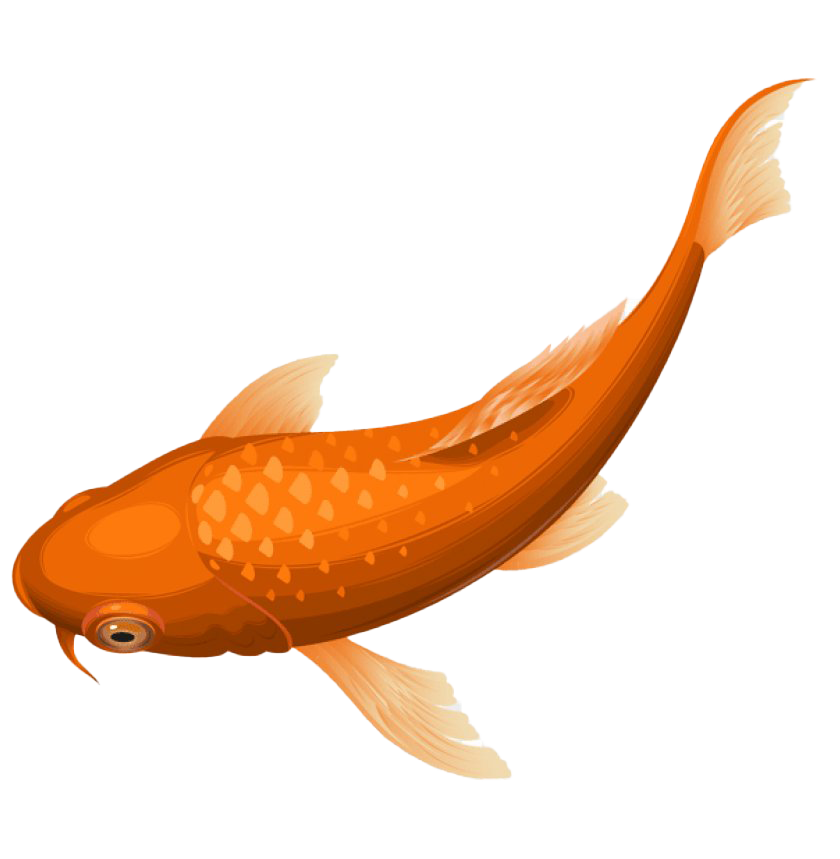 Goldenes Koi-Fisch-PNG-Foto