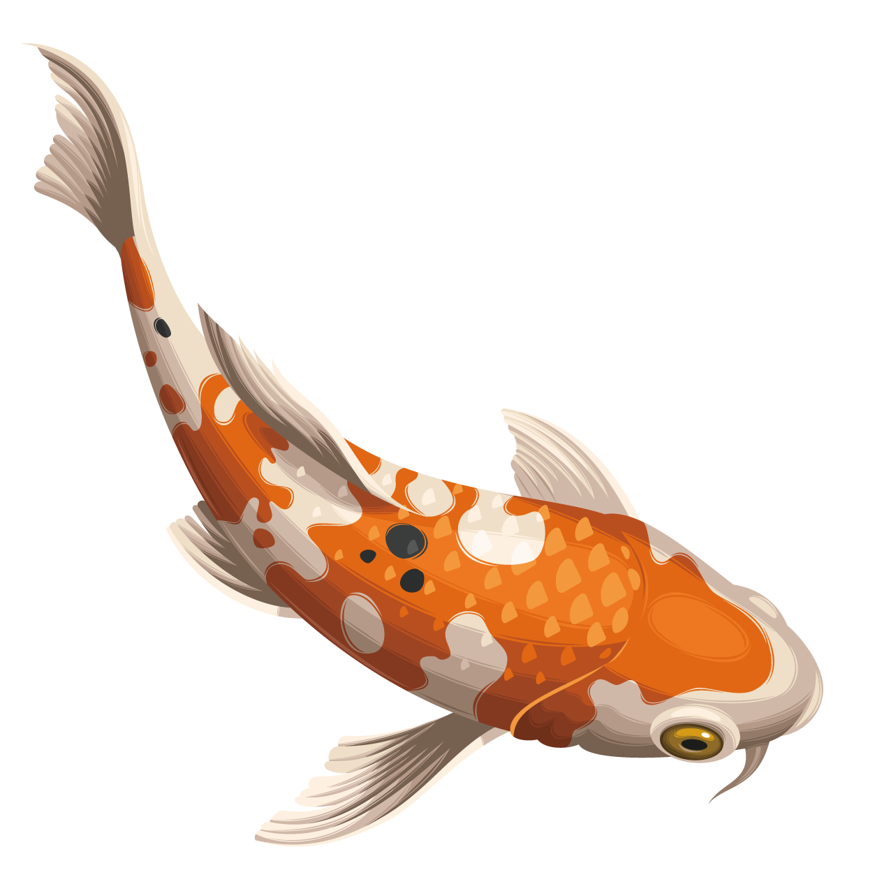 Golden Koi Fish PNG Picture