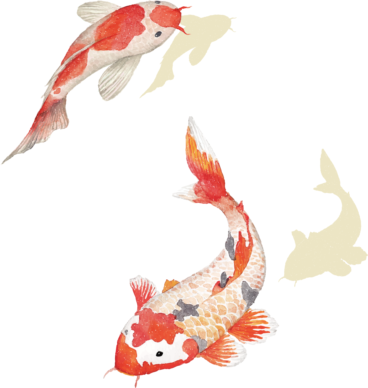 Imagem transparente de peixes de peixes de koi dourada