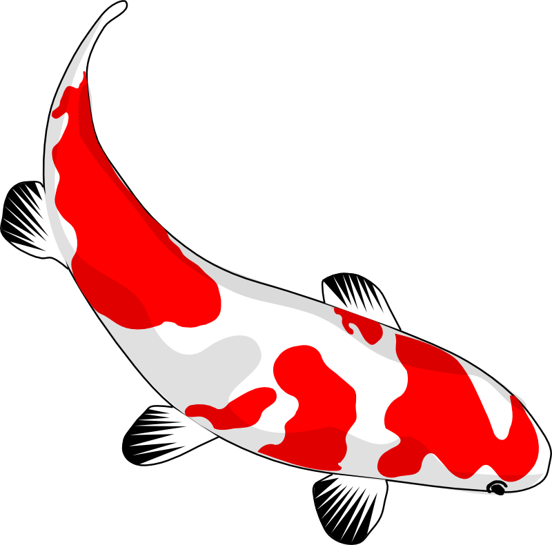 Imagem transparente de peixes de peixes golden koi