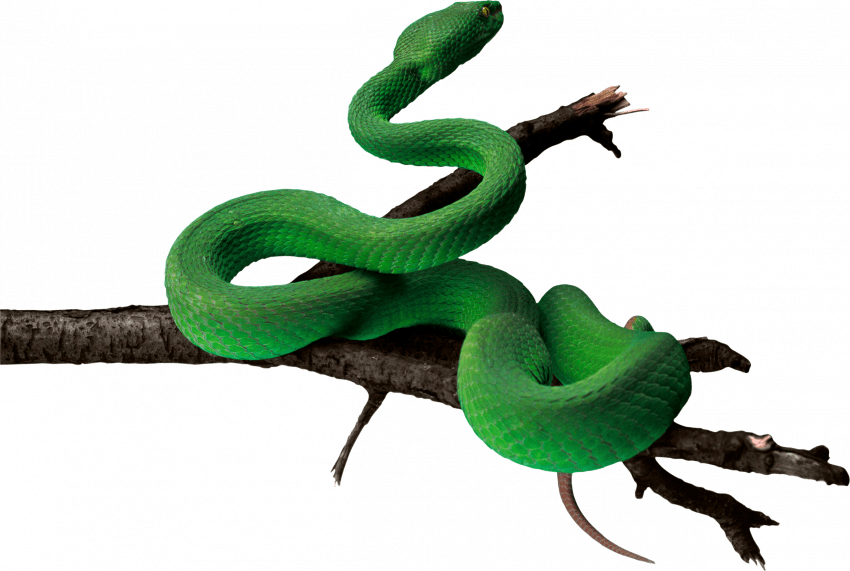 Green Anaconda PNG Image