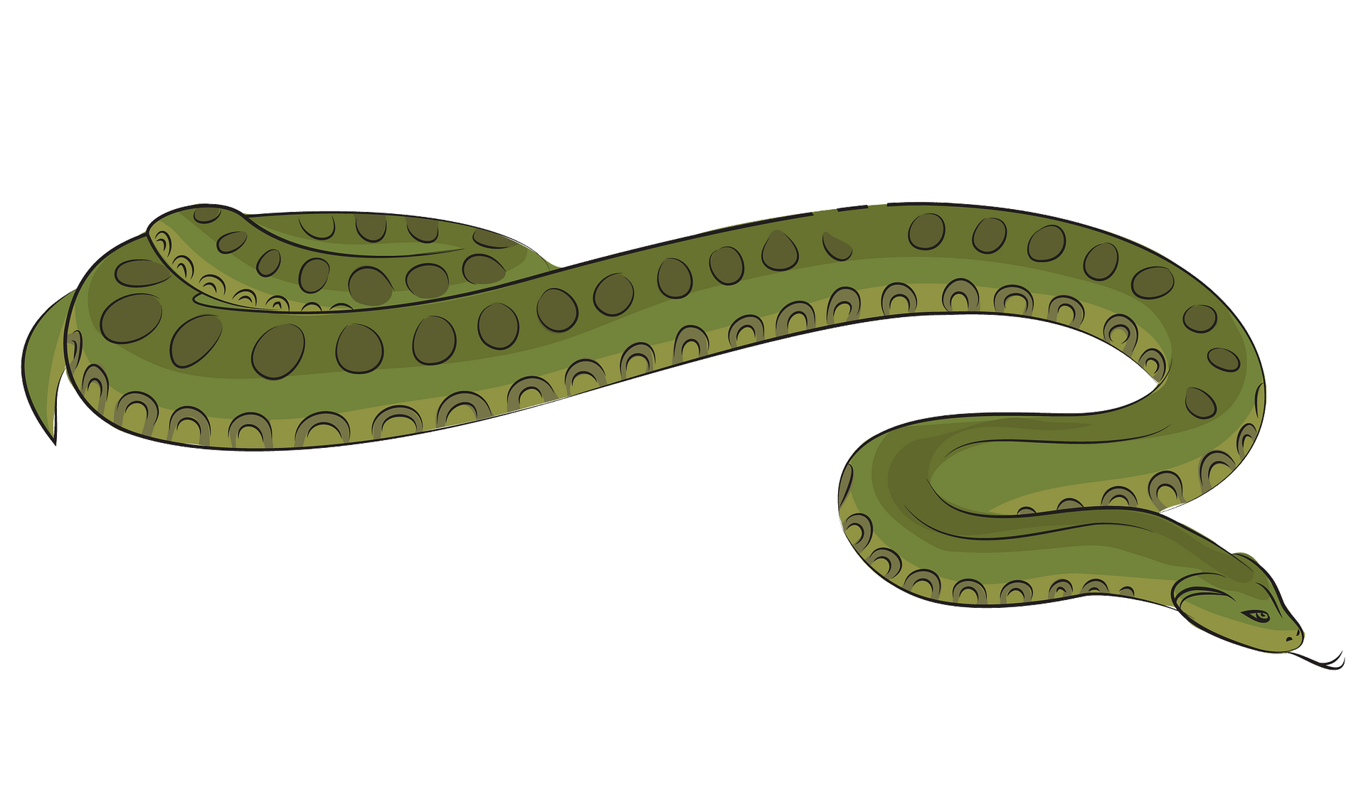Immagine verde PNG anaconda