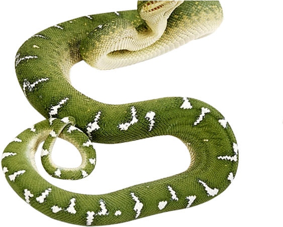 Immagine Trasparente verde anaconda PNG